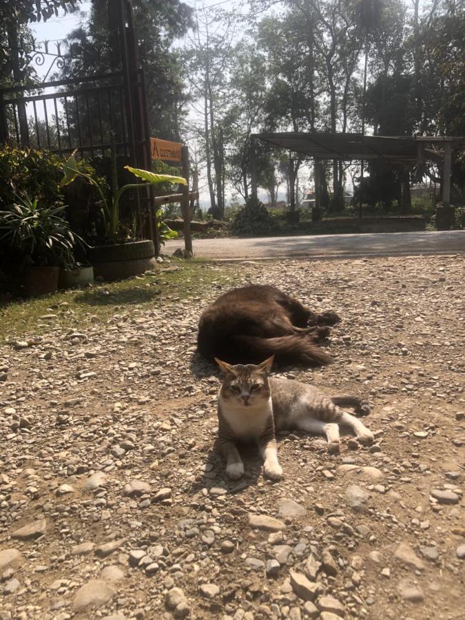 Tara Guesthouse - Sauraha,Chitwan Esterno foto